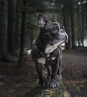 French Bulldog 6038122 1920