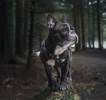 French Bulldog 6038122 1920